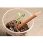 Lápis semente, produto 100% artesanal e sustentável