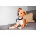 Chaveiro Osso PAW no pet