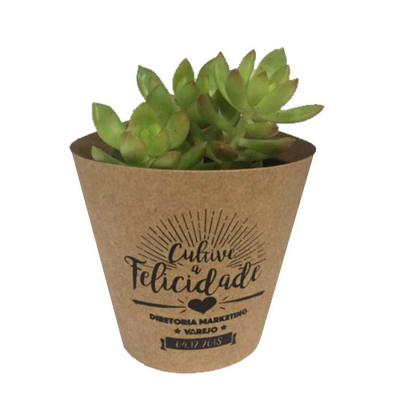 Suculenta na embalagem de Kraft